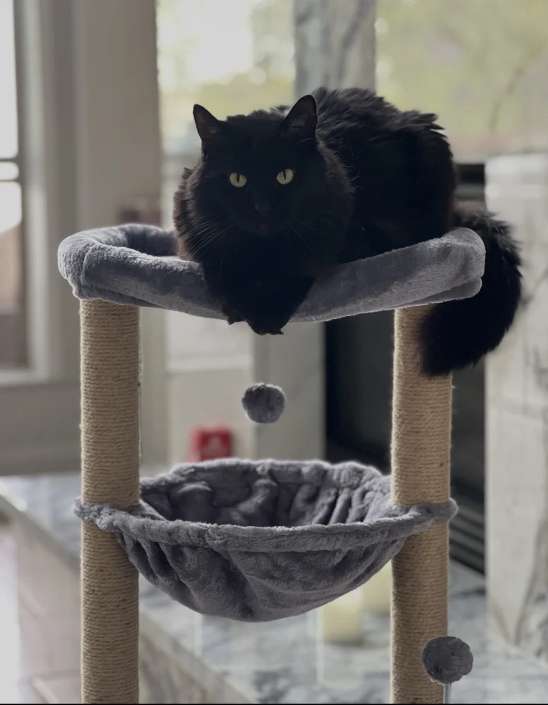 Sparta, lost cat, Domestic Long Hair