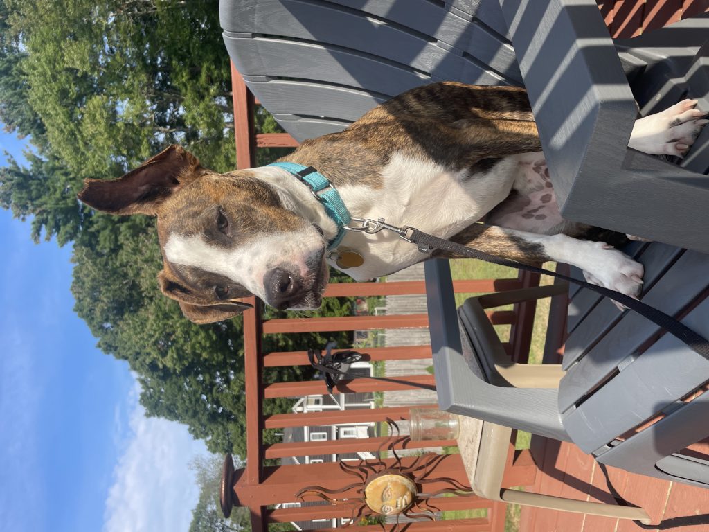 Jasper, lost dog, terrier hound