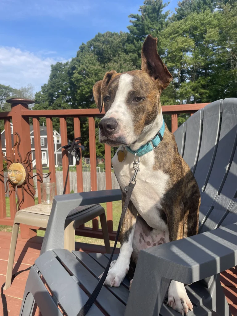 Jasper, lost dog, terrier hound
