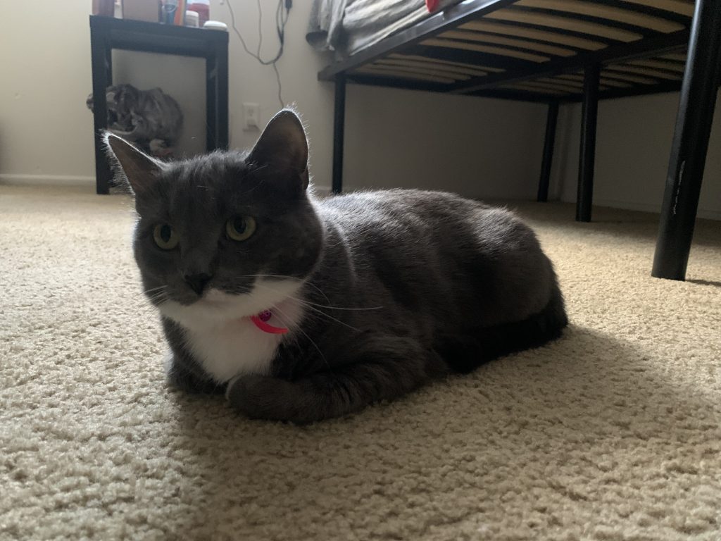 Oscar, lost cat, Short hair