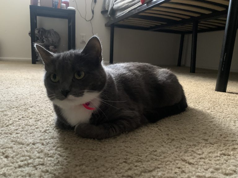 Oscar, lost cat, Short hair
