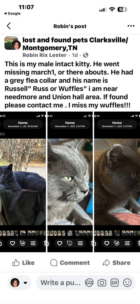 Russell, lost cat, Russian blue