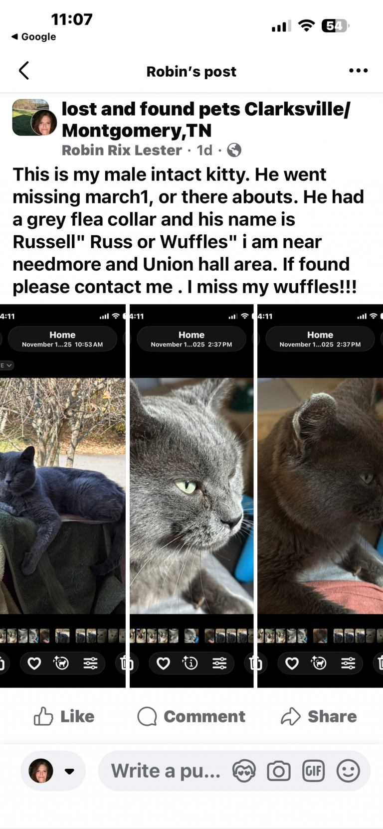 Russell, lost cat, Russian blue