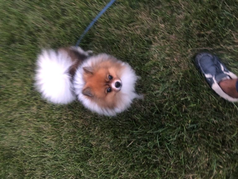 Louie, lost dog, Pomeranian