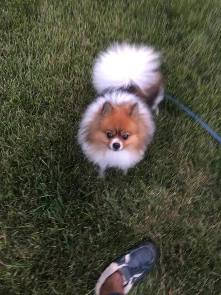 Louie, lost dog, Pomeranian
