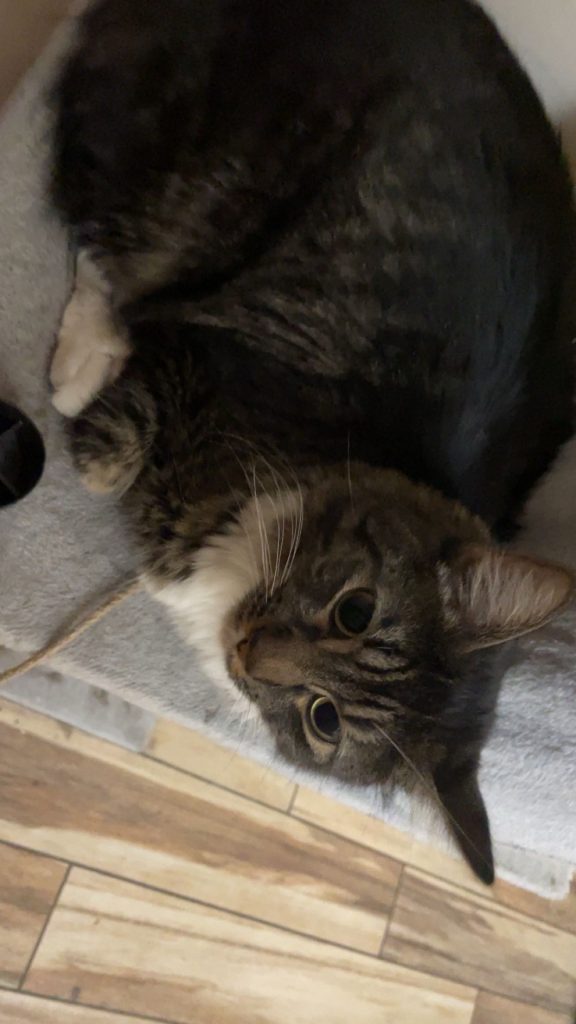 Fygaro, lost cat, Domestic longhair Maine coon tabby