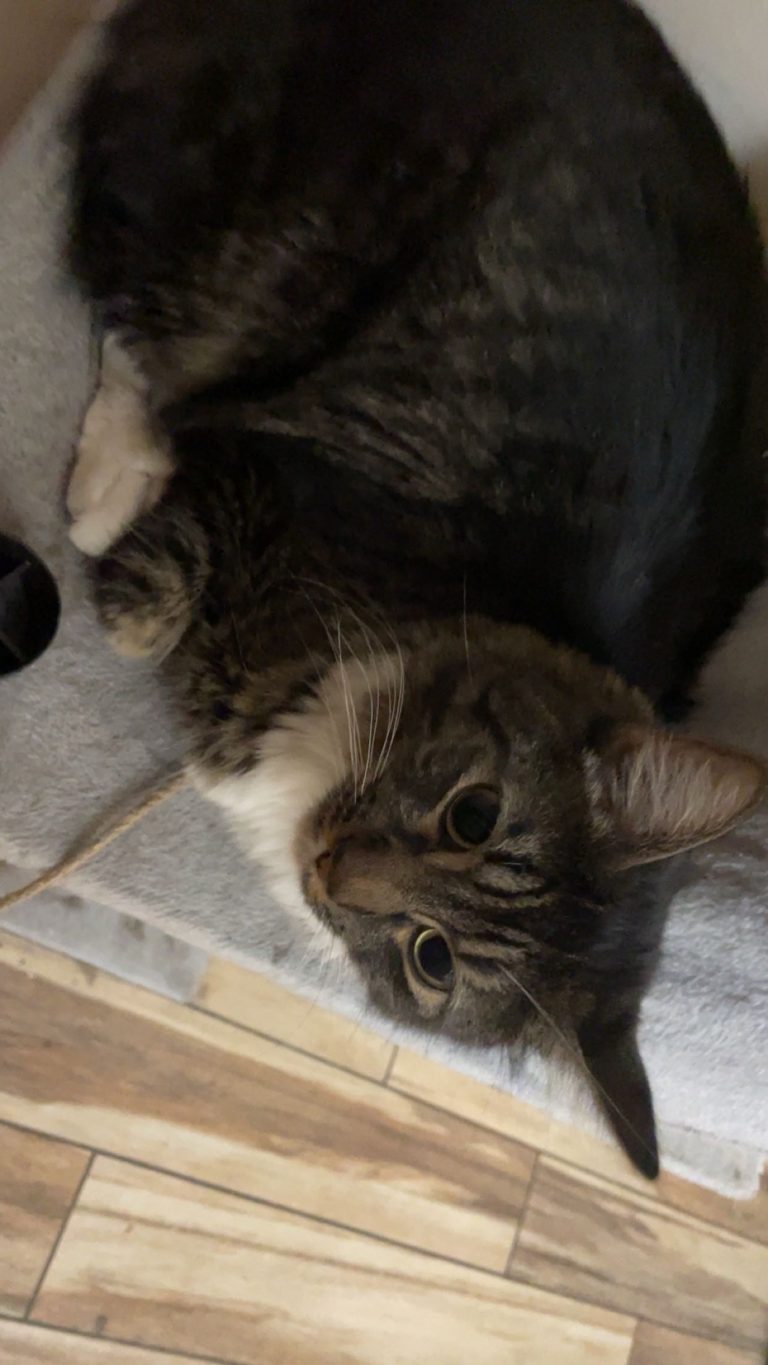 Fygaro, lost cat, Domestic longhair Maine coon tabby