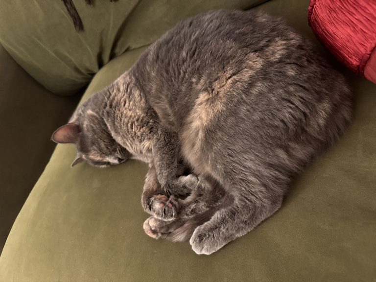 Moose, lost cat, British Short Hair/Tabby