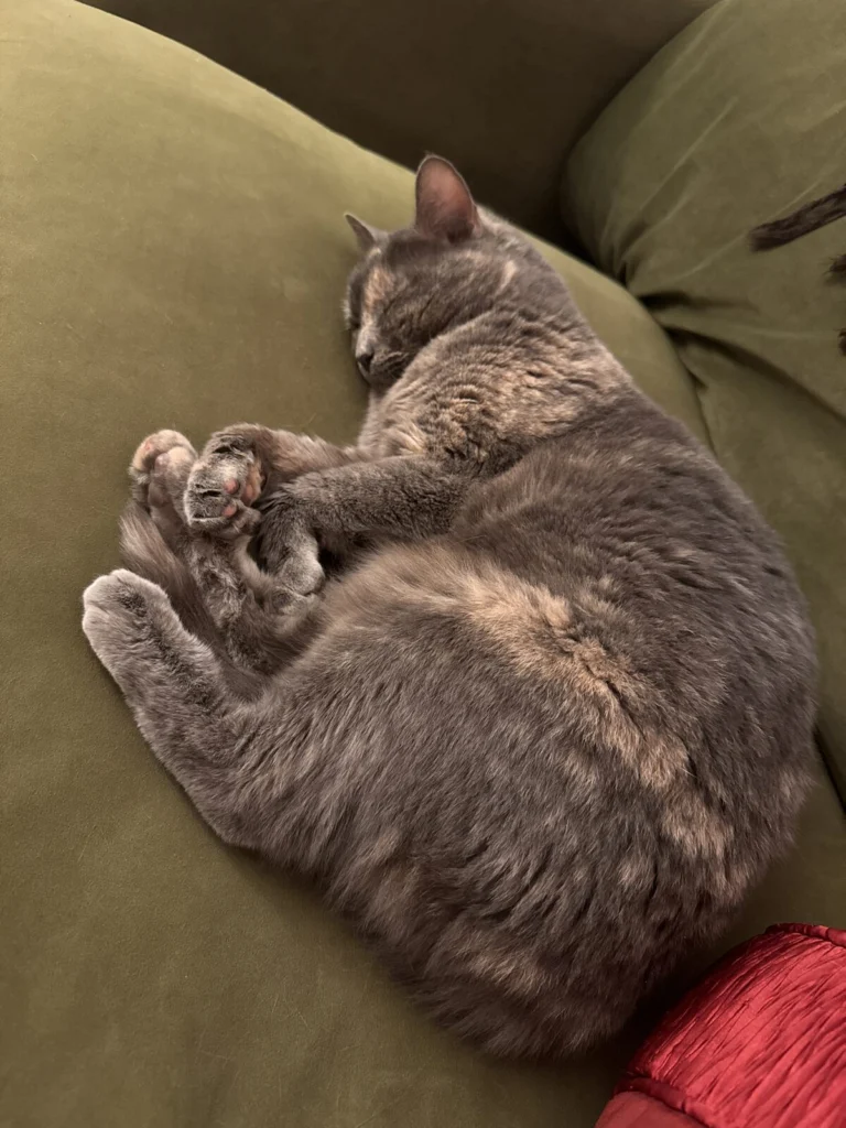 Moose, lost cat, British Short Hair/Tabby