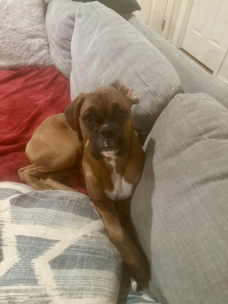 Elvis, lost dog, Boxer