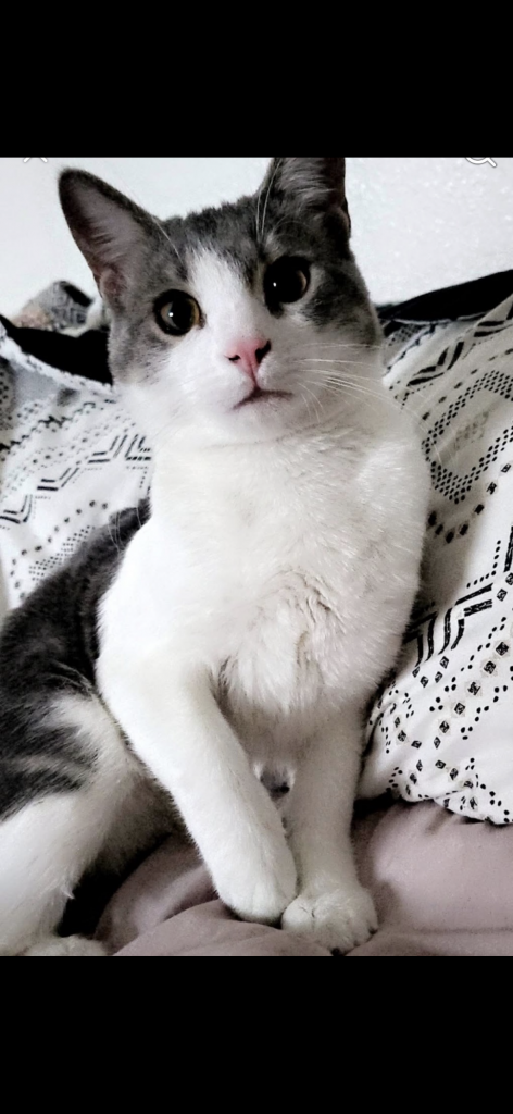 Andy, lost cat, idk