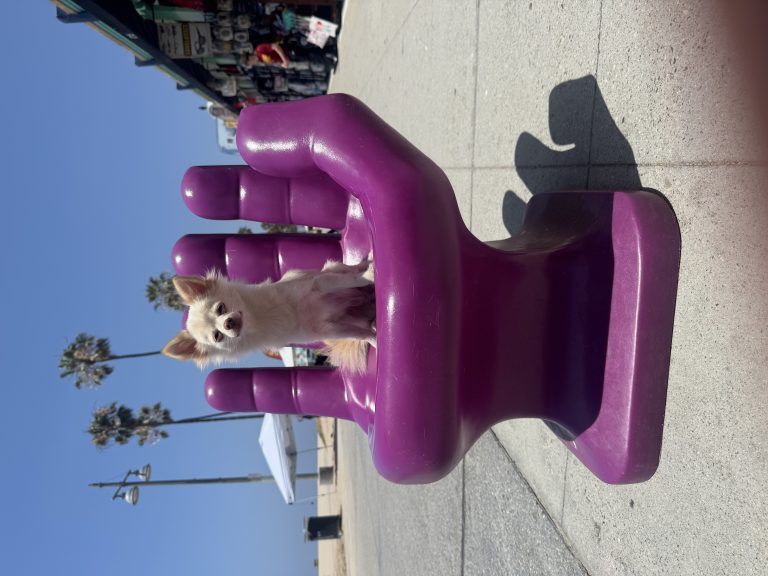 Pearl, lost dog, Chihuahua