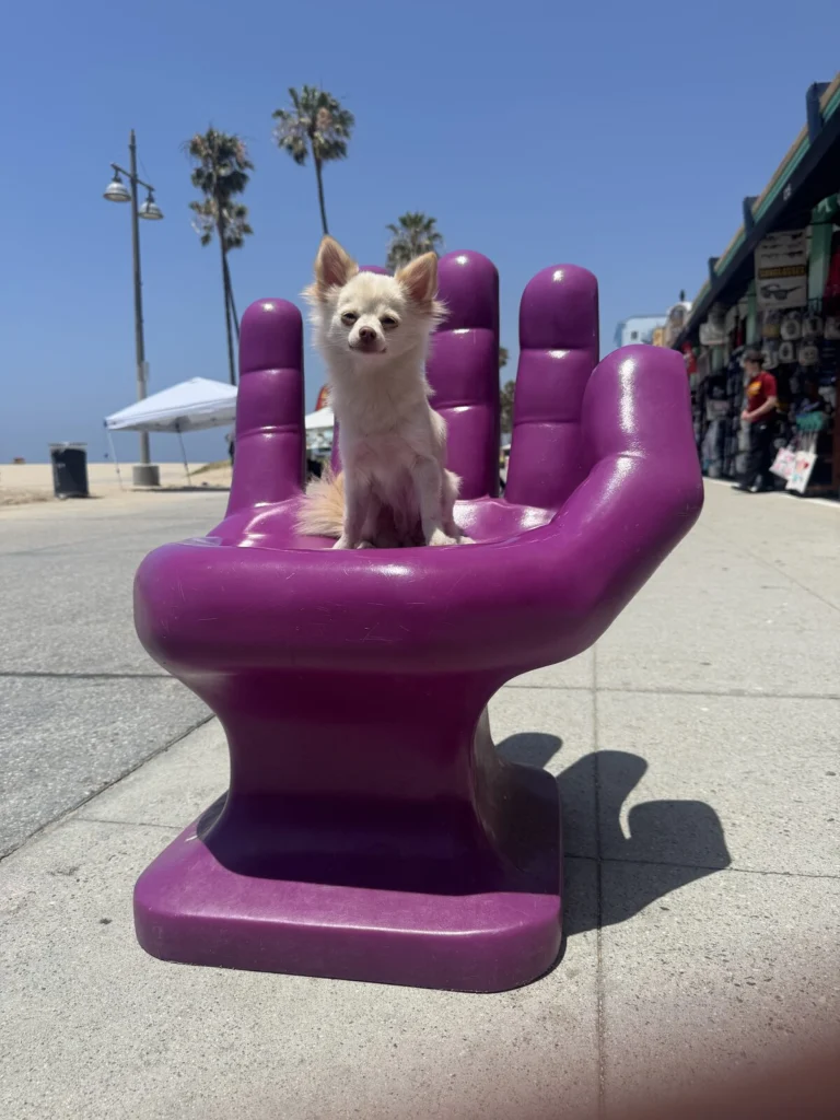 Pearl, lost dog, Chihuahua