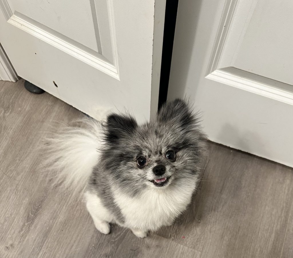 Mister, lost dog, Pom