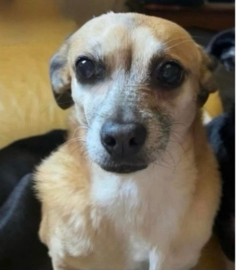 Faith, lost dog, Chihuahua mix