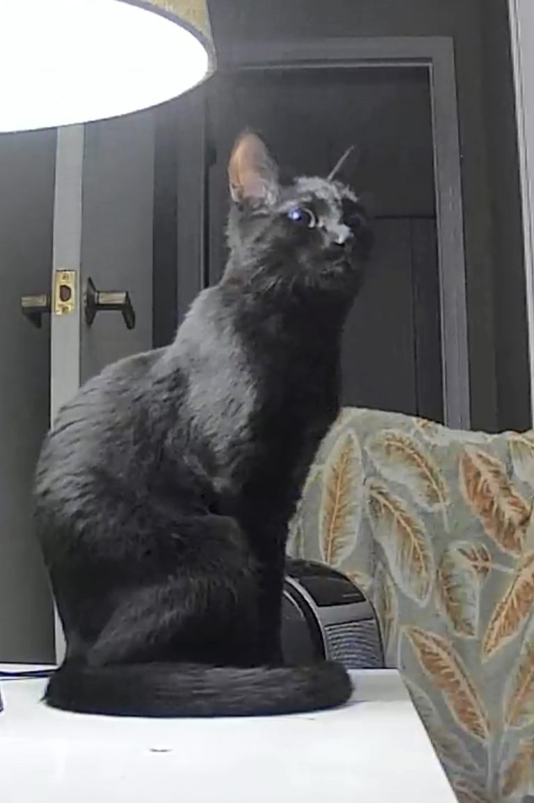 Crystal, lost cat, Domestic Shorthair