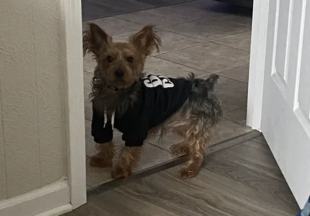Minion, lost dog, Yorkie