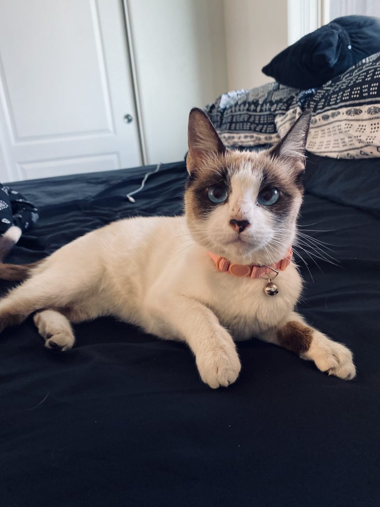 Luna, lost cat, Siamese