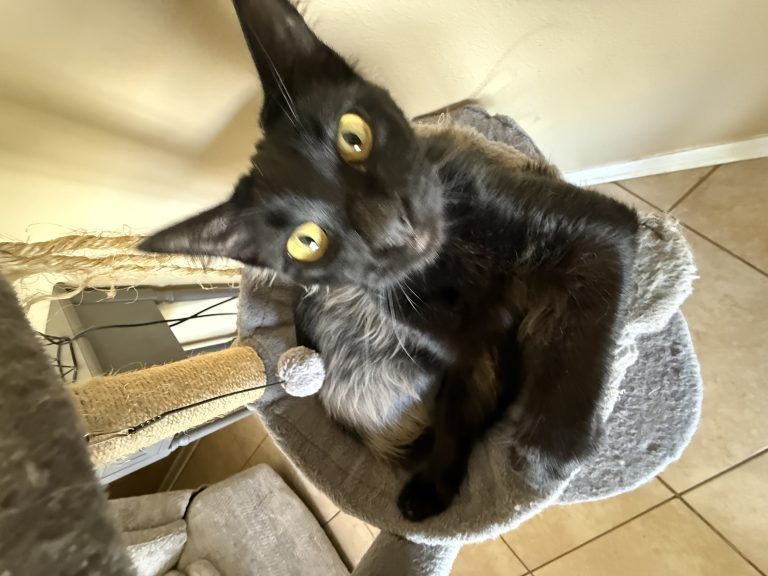 B, lost cat, domestic