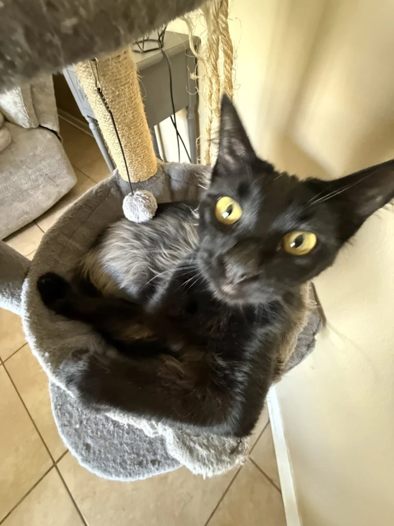 B, lost cat, domestic