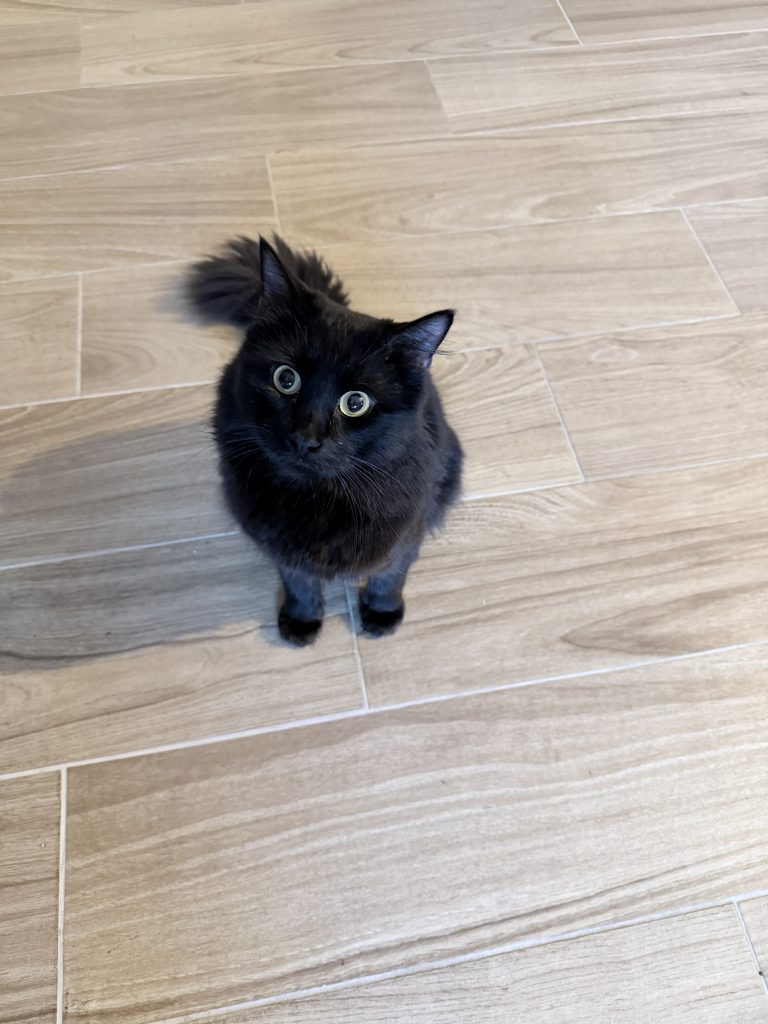 Tom, lost cat, American long hair