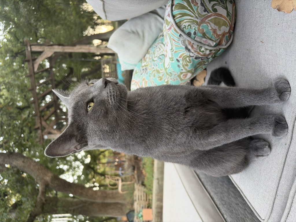 Indie, lost cat, Russian blue