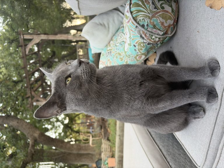Indie, lost cat, Russian blue