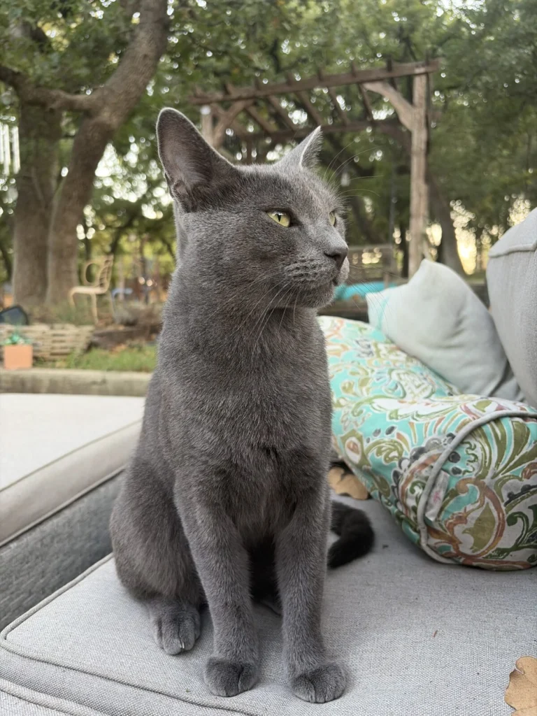 Indie, lost cat, Russian blue