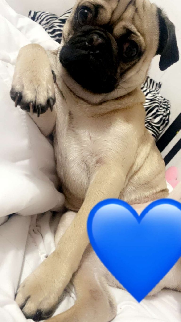 Chapo, lost dog, Pug