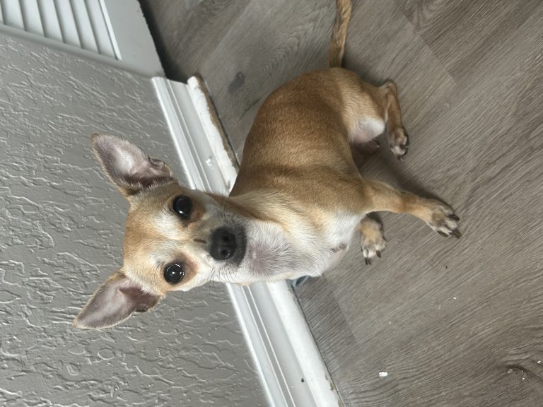 Londyn, lost dog, Chihuahua