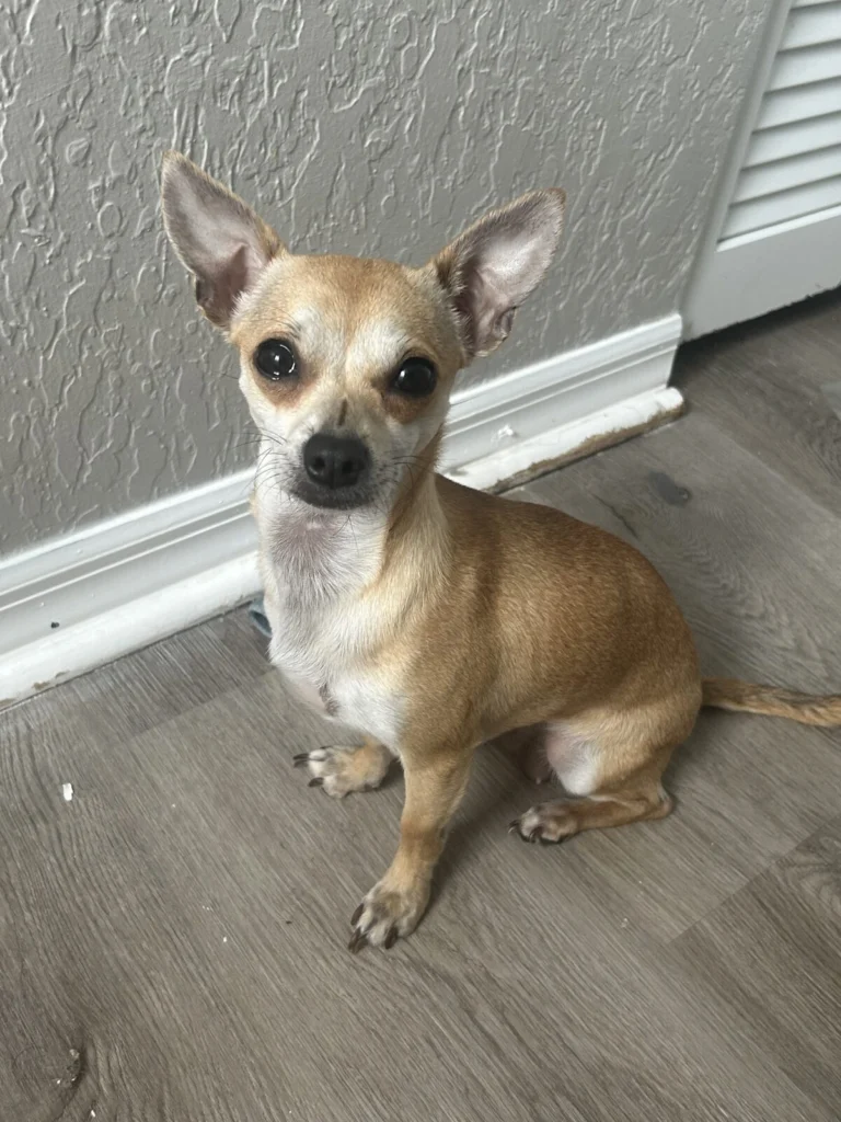 Londyn, lost dog, Chihuahua