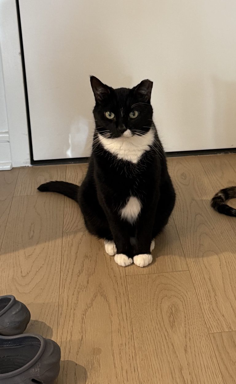 Lex, lost cat, Tuxedo