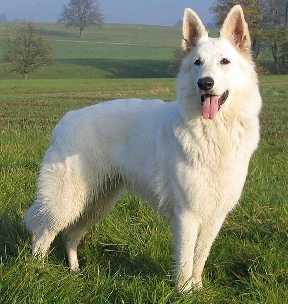 Jack, lost dog, Jerman shepherd