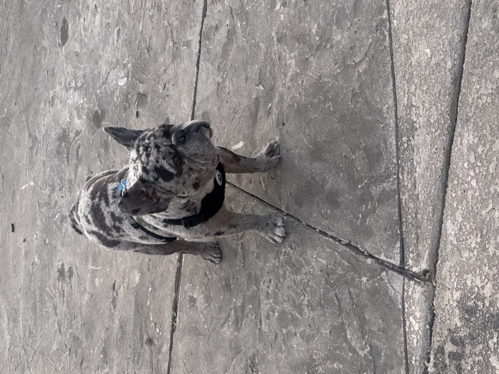 Gordo, lost dog, French bulldog