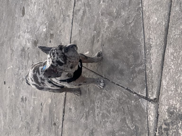 Gordo, lost dog, French bulldog