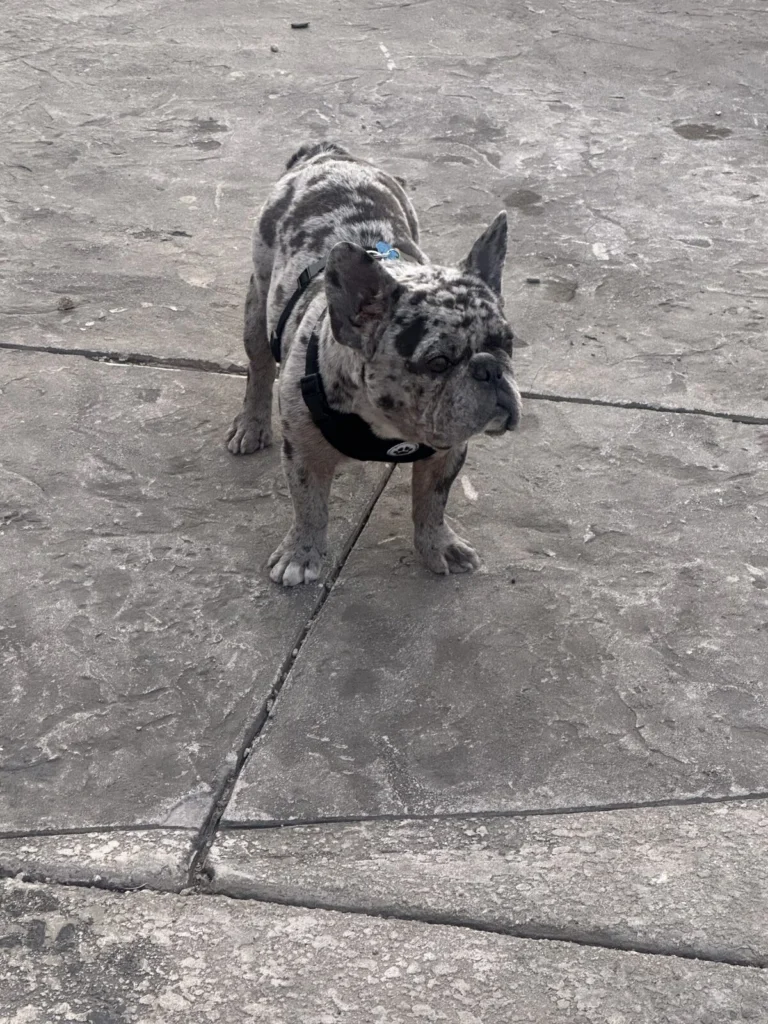 Gordo, lost dog, French bulldog