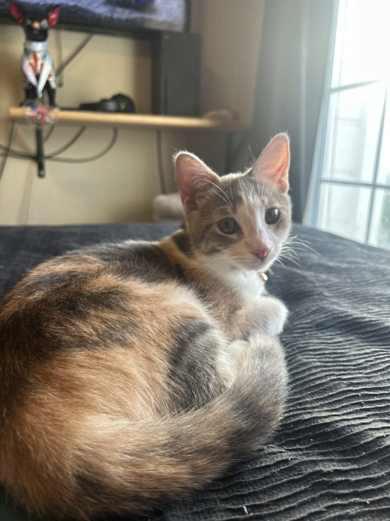 Polly, lost cat, shorthair