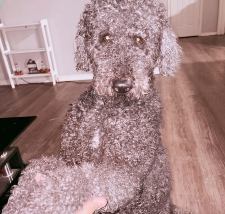 Bruno, lost dog, Poodle