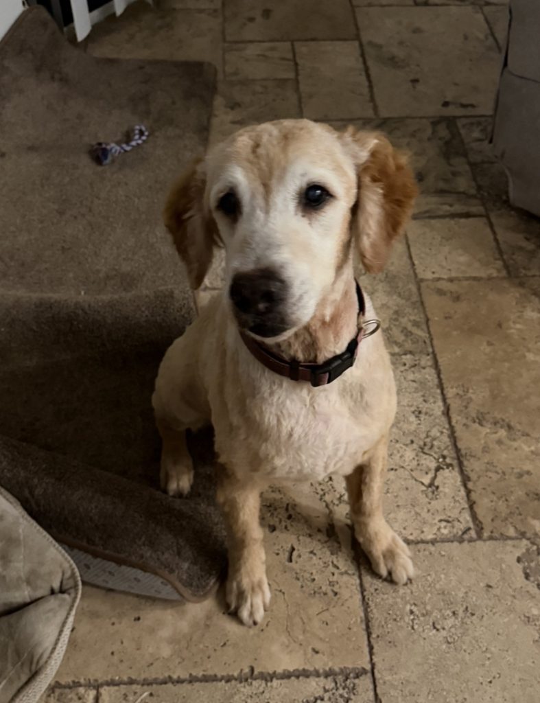 Buddy, lost dog, Golden retriever