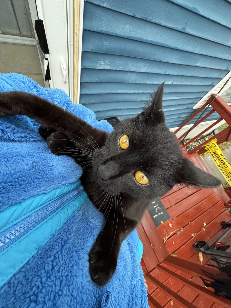 Tabeo, lost cat, Bombay cat