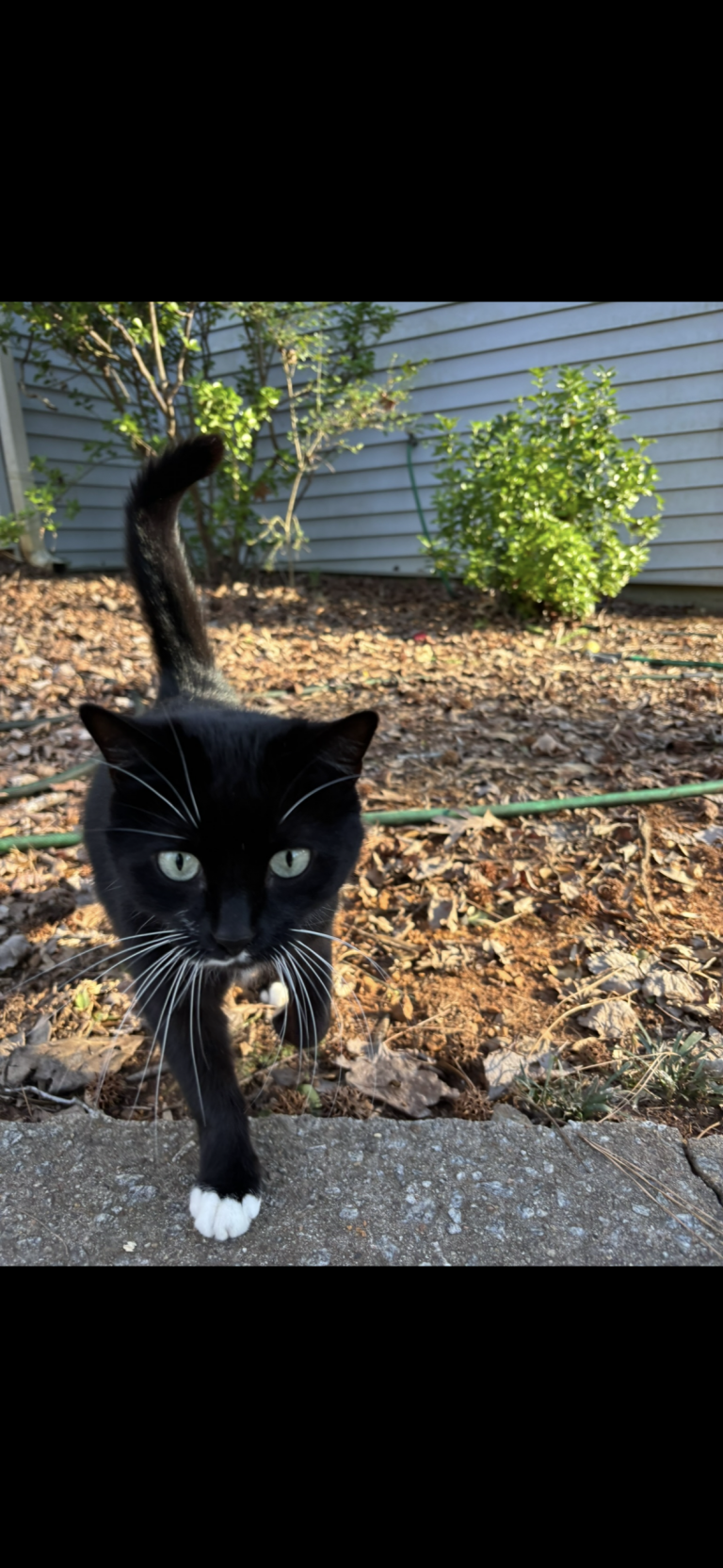 Mimi, lost cat, Tuxedo
