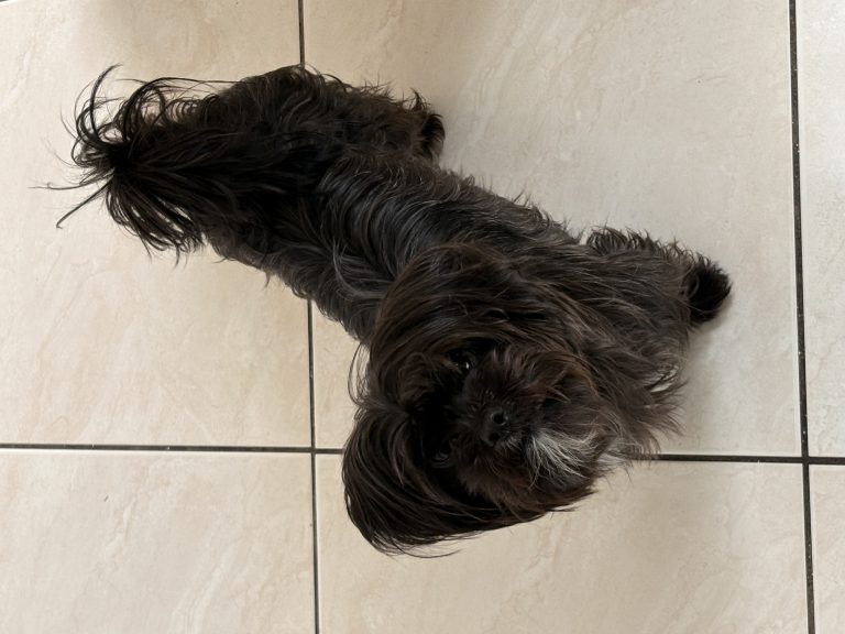Lola, lost dog, Shi tzu/ terrier