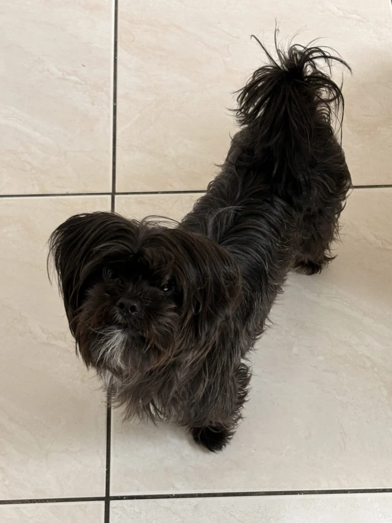Lola, lost dog, Shi tzu/ terrier