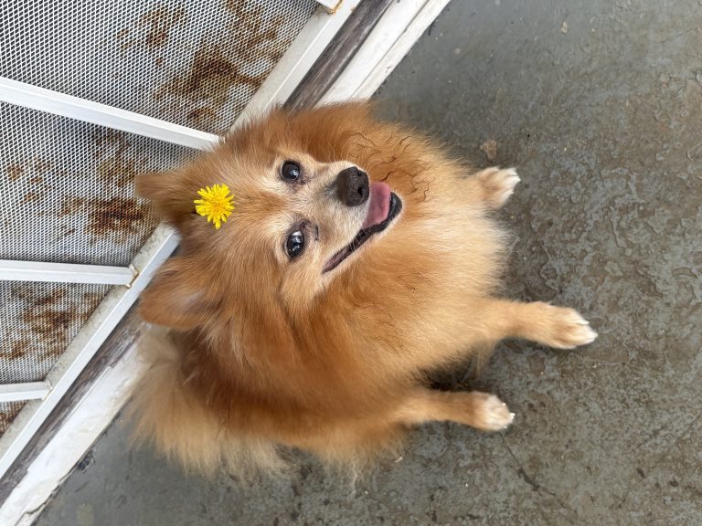 Xander, lost dog, Pomeranian