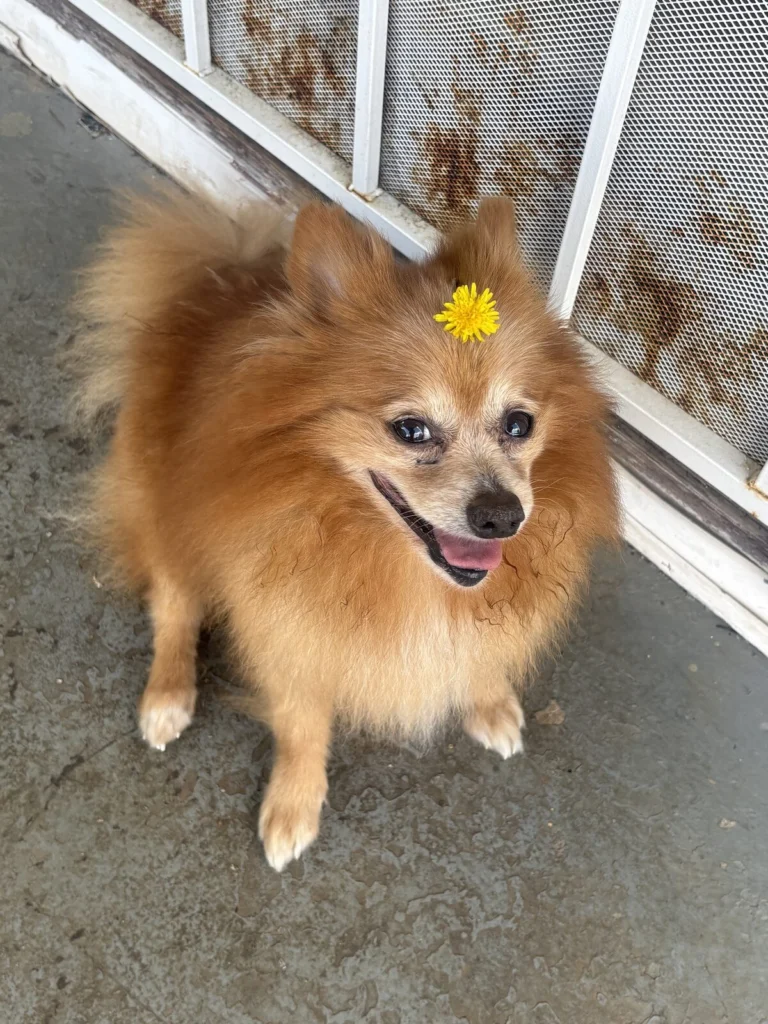 Xander, lost dog, Pomeranian