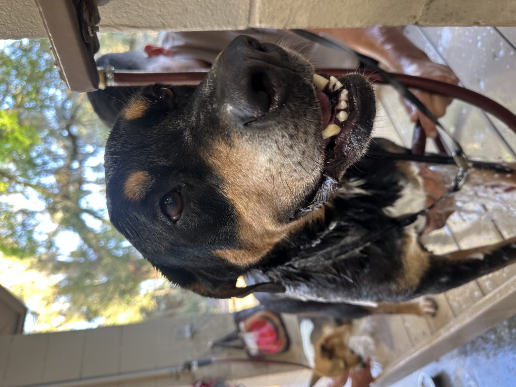 Draco, lost dog, Rottweiler