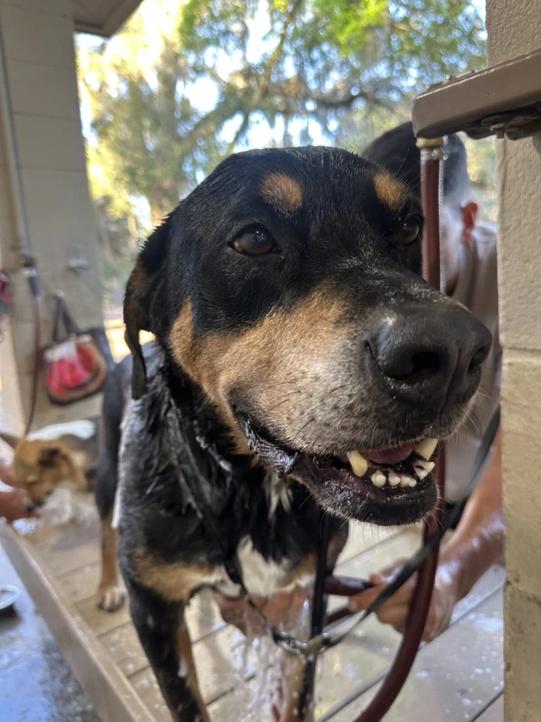 Draco, lost dog, Rottweiler
