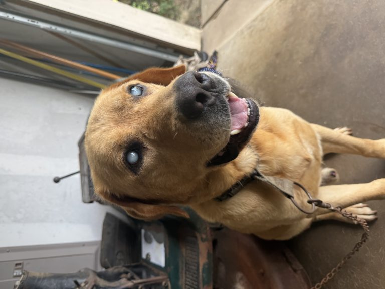 Tucker, lost dog, Labrador