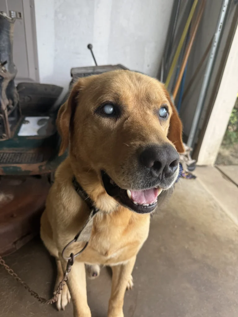 Tucker, lost dog, Labrador