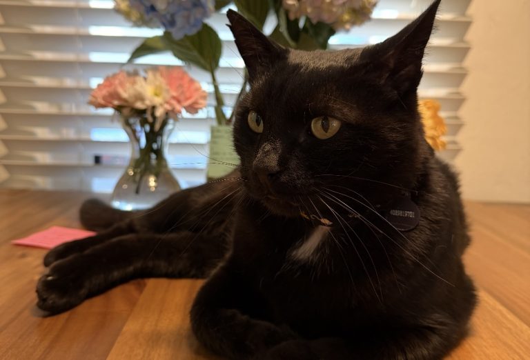 Kai, lost cat, Domestic Shorthair